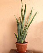 نبات الثعبان