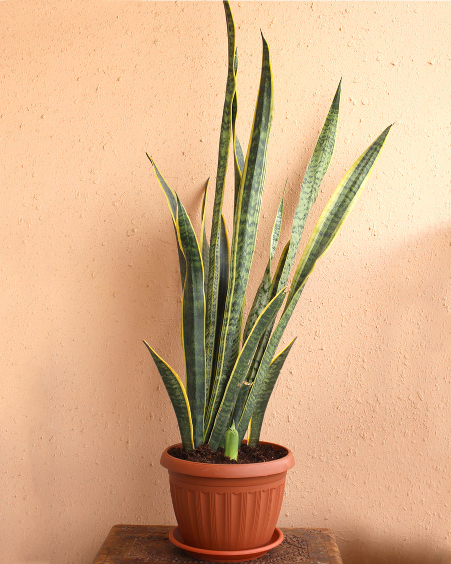 نبات الثعبان