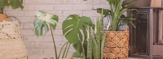 استخدامات مميزة للنباتات